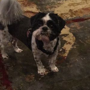 Meet your Posher, Donna